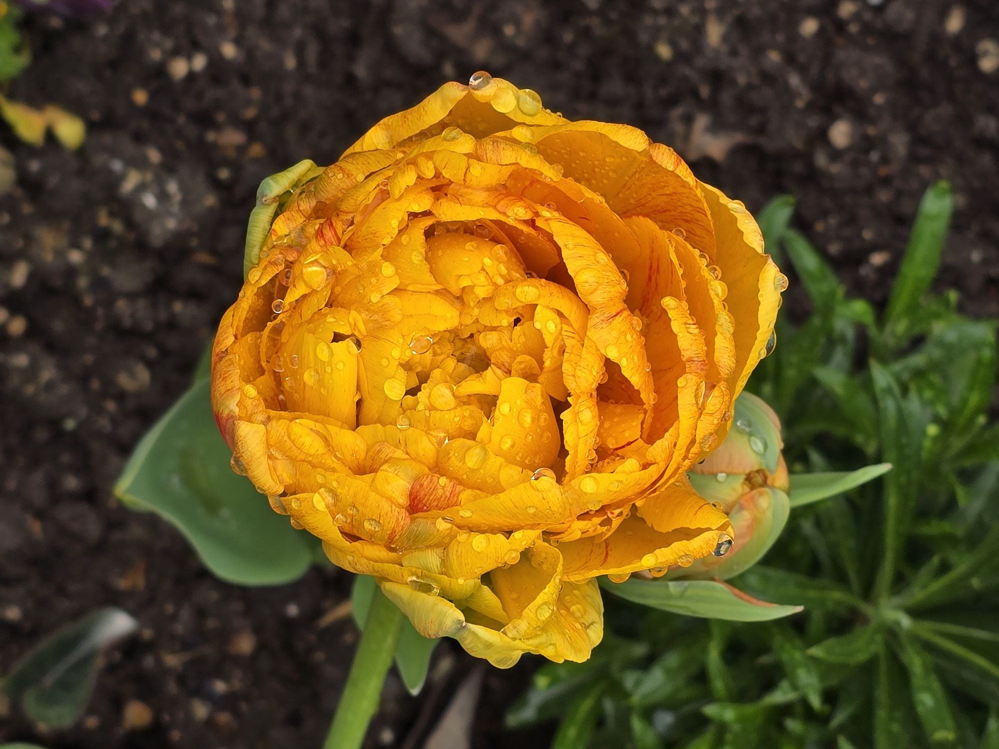 Tulipe 2