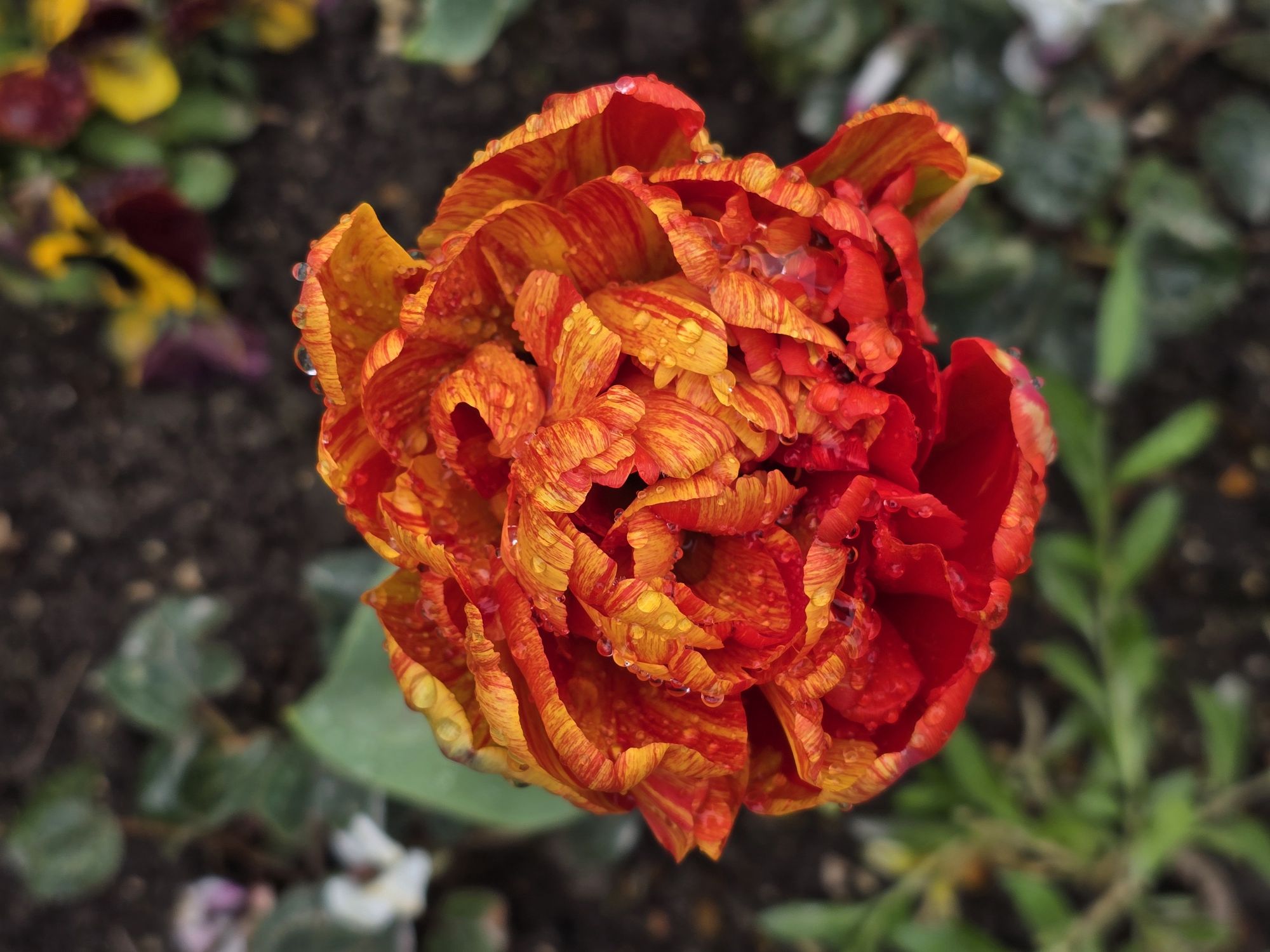 Tulipe 1