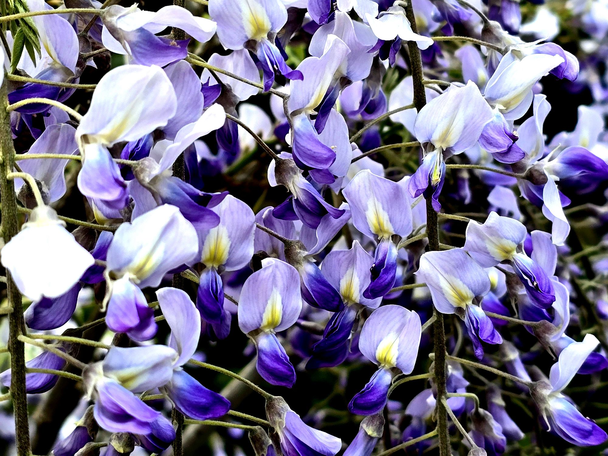 Glycine