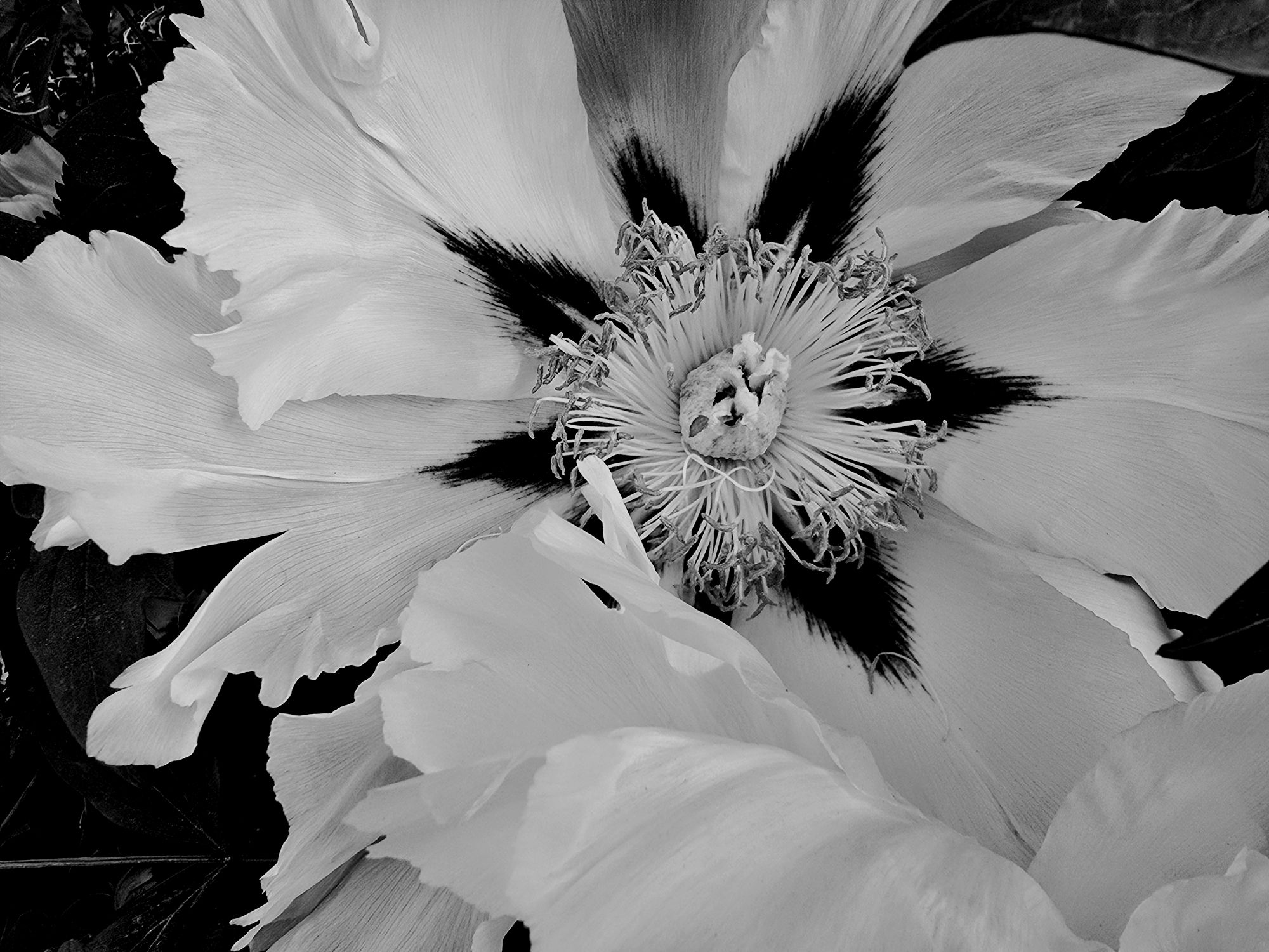 Pivoine