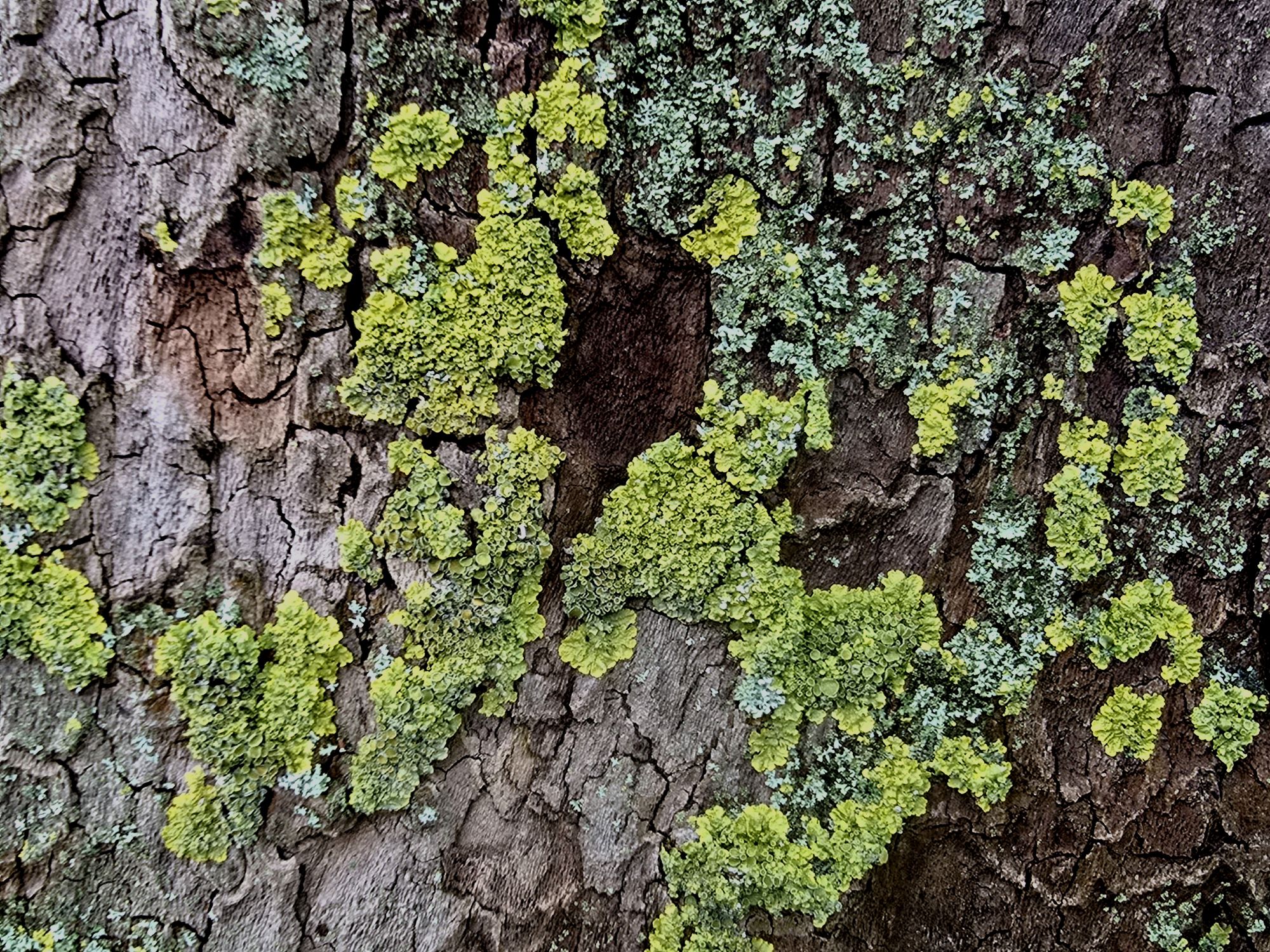Lichen de tronc