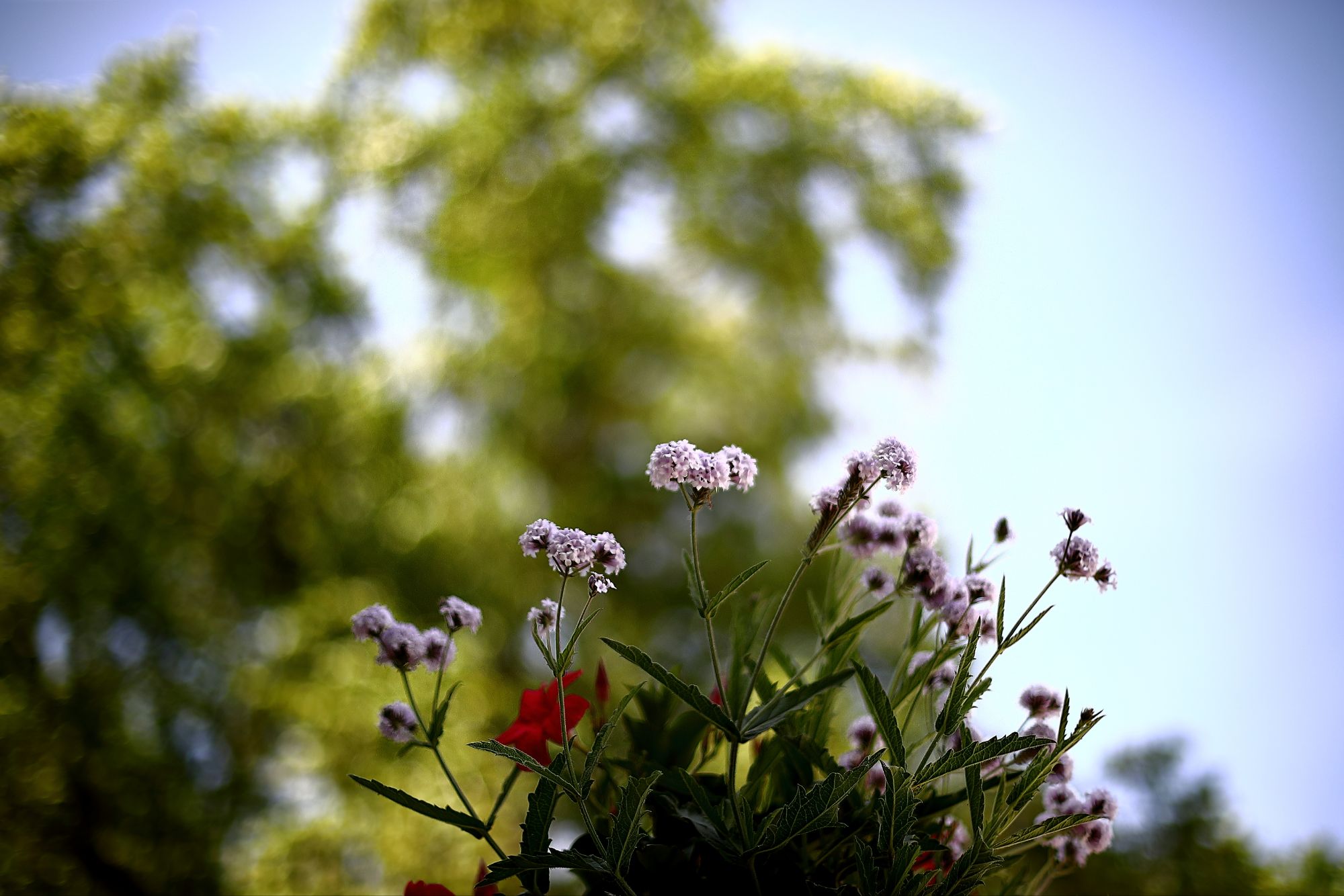 Fleurs