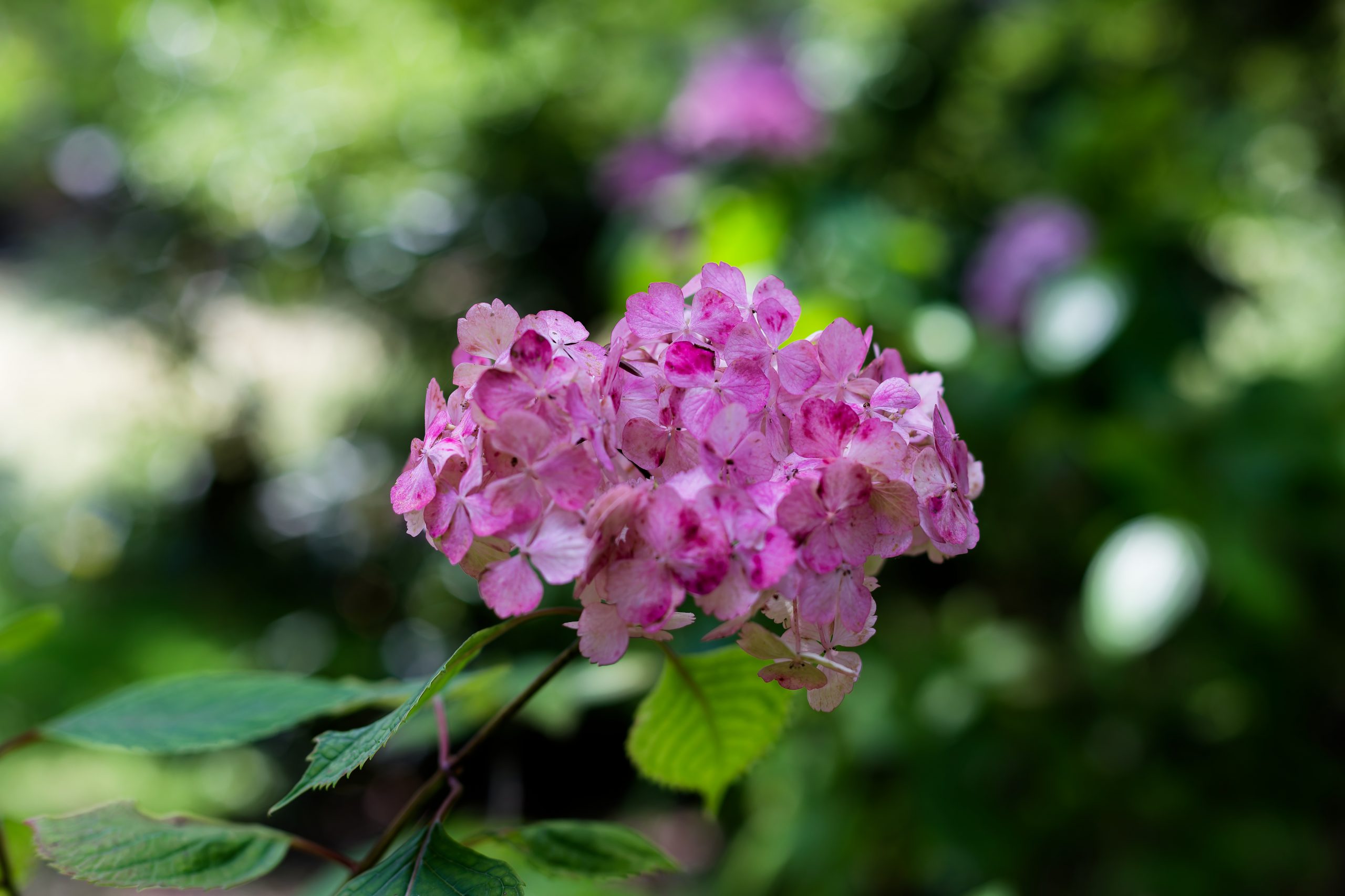 Géranium rose