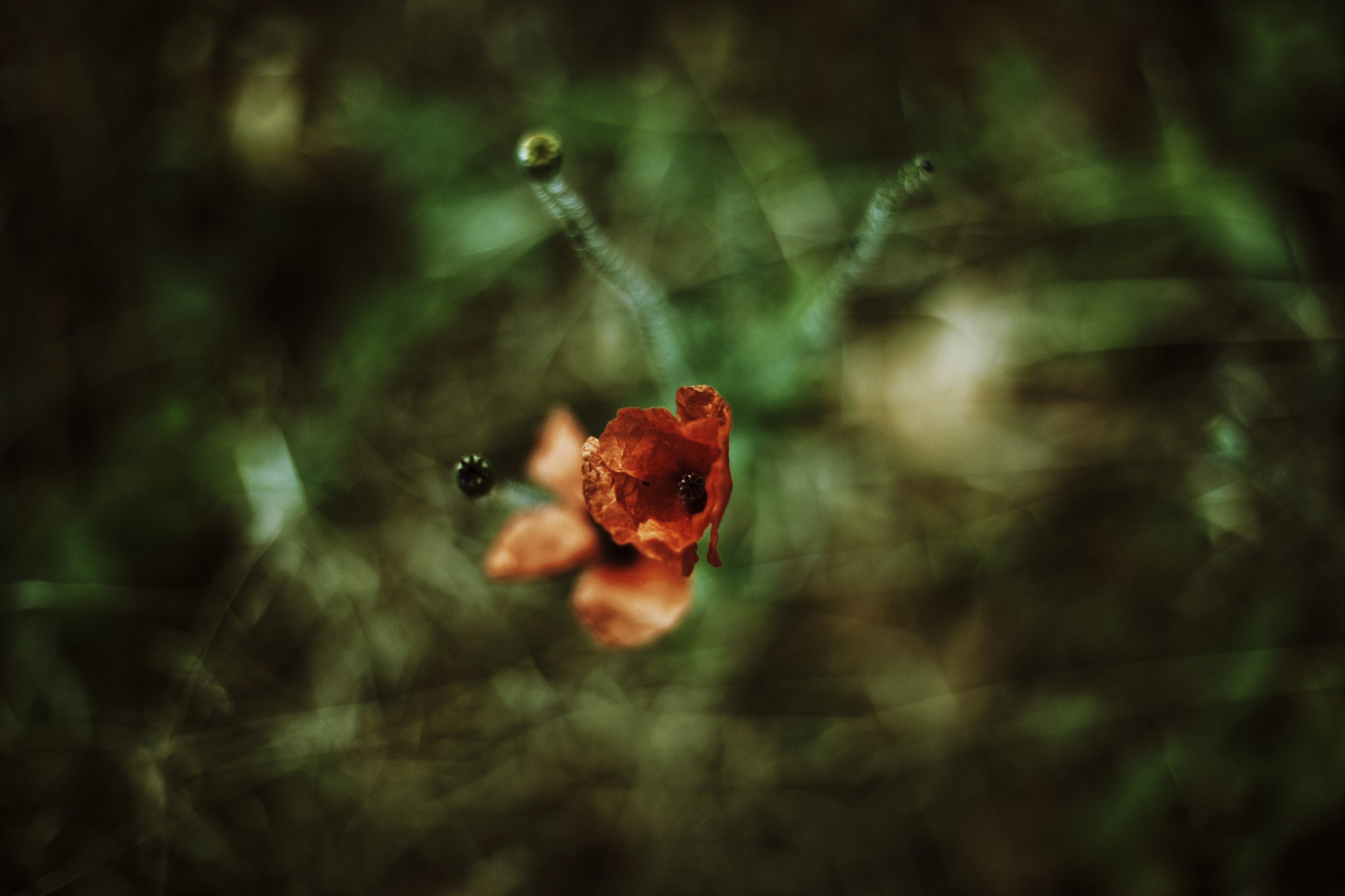 Coquelicot