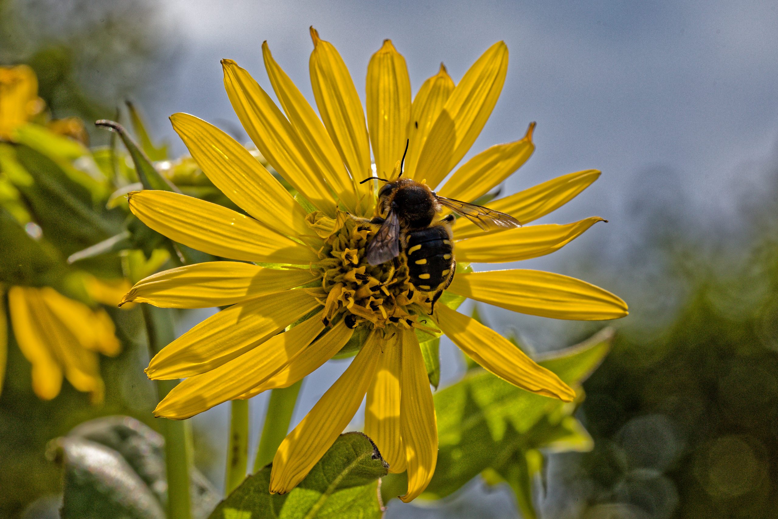 Anthidie