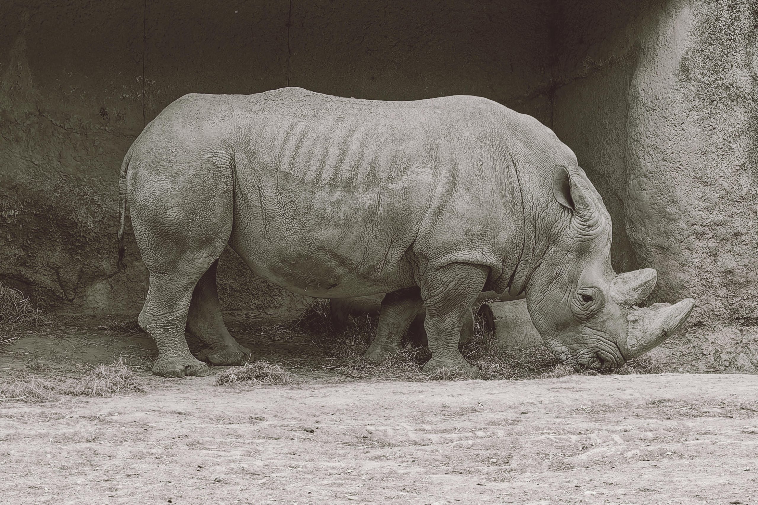 Rhinoceros blanc