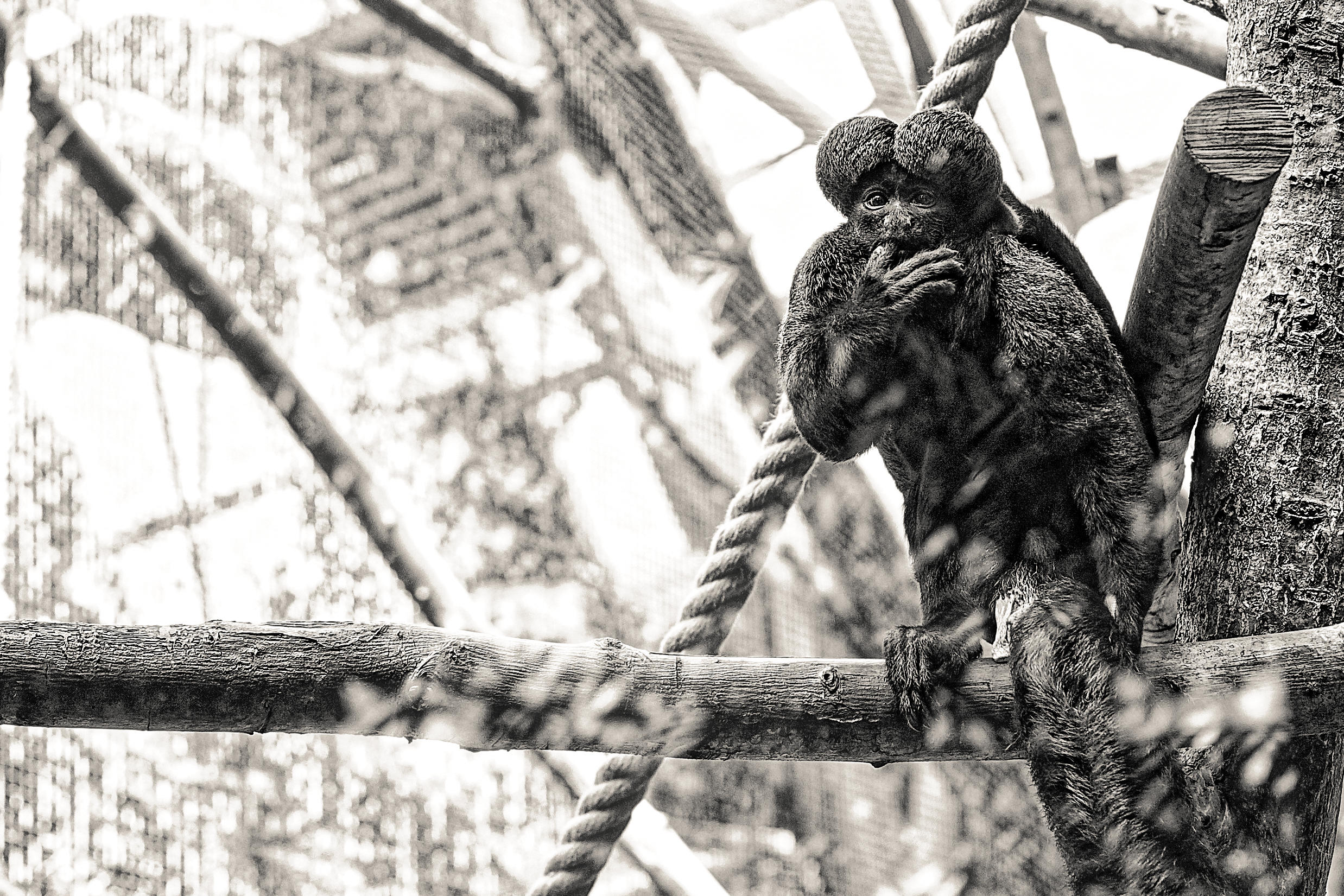 Saki