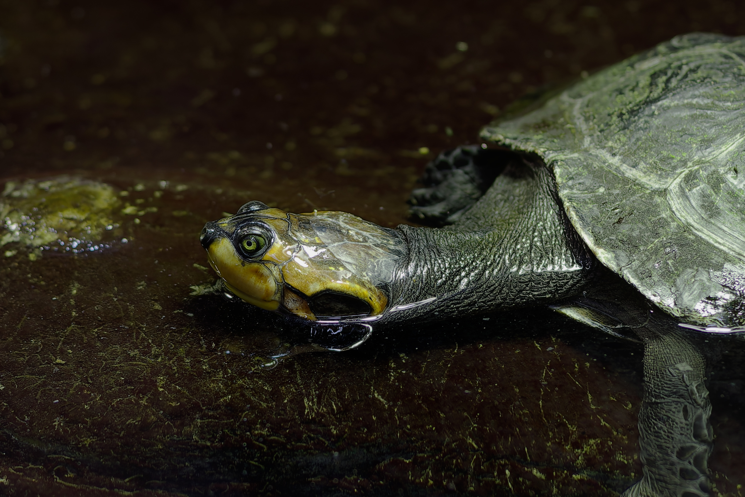 Tortue aux yeux verts
