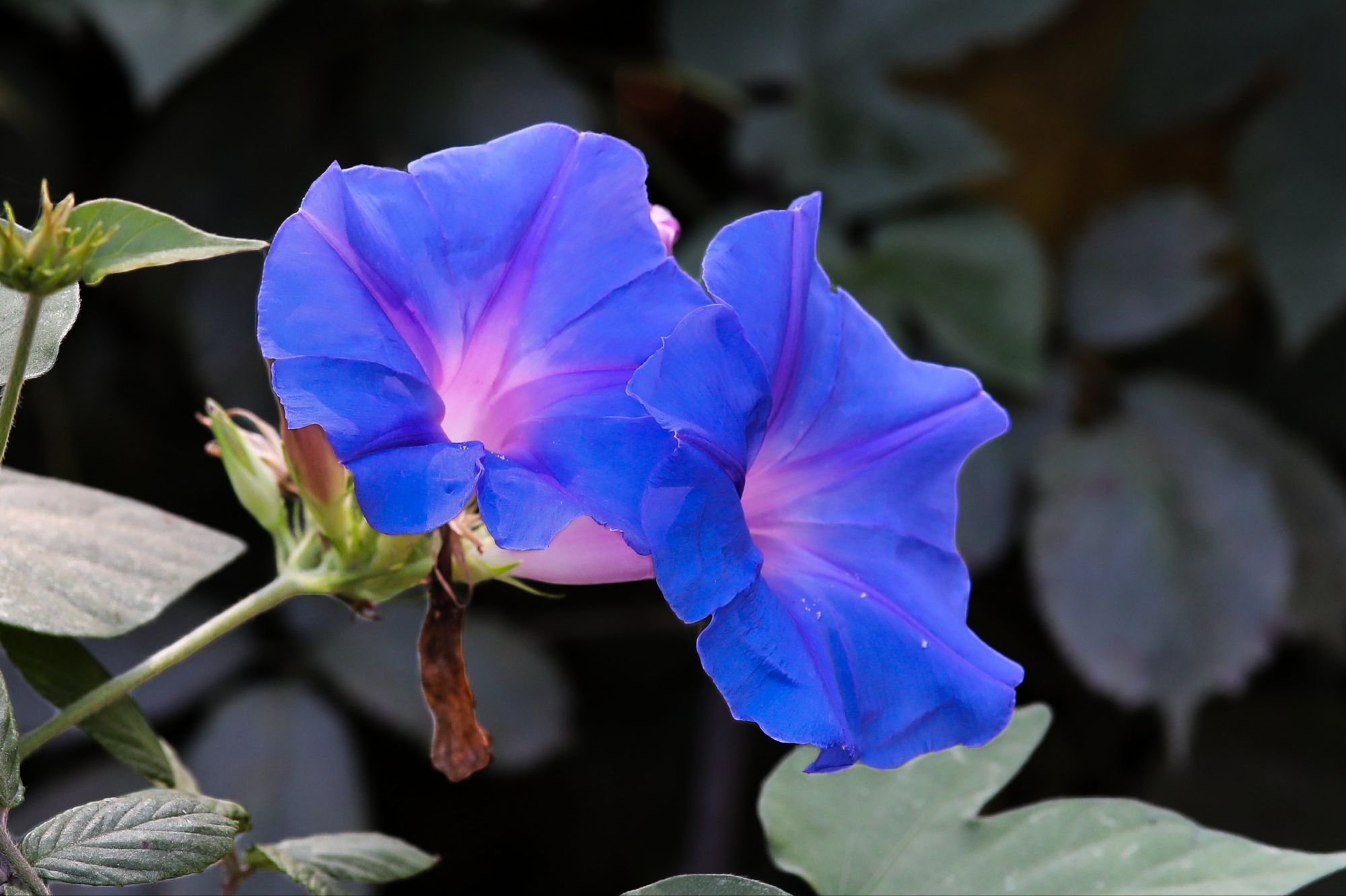 Volubilis bleu