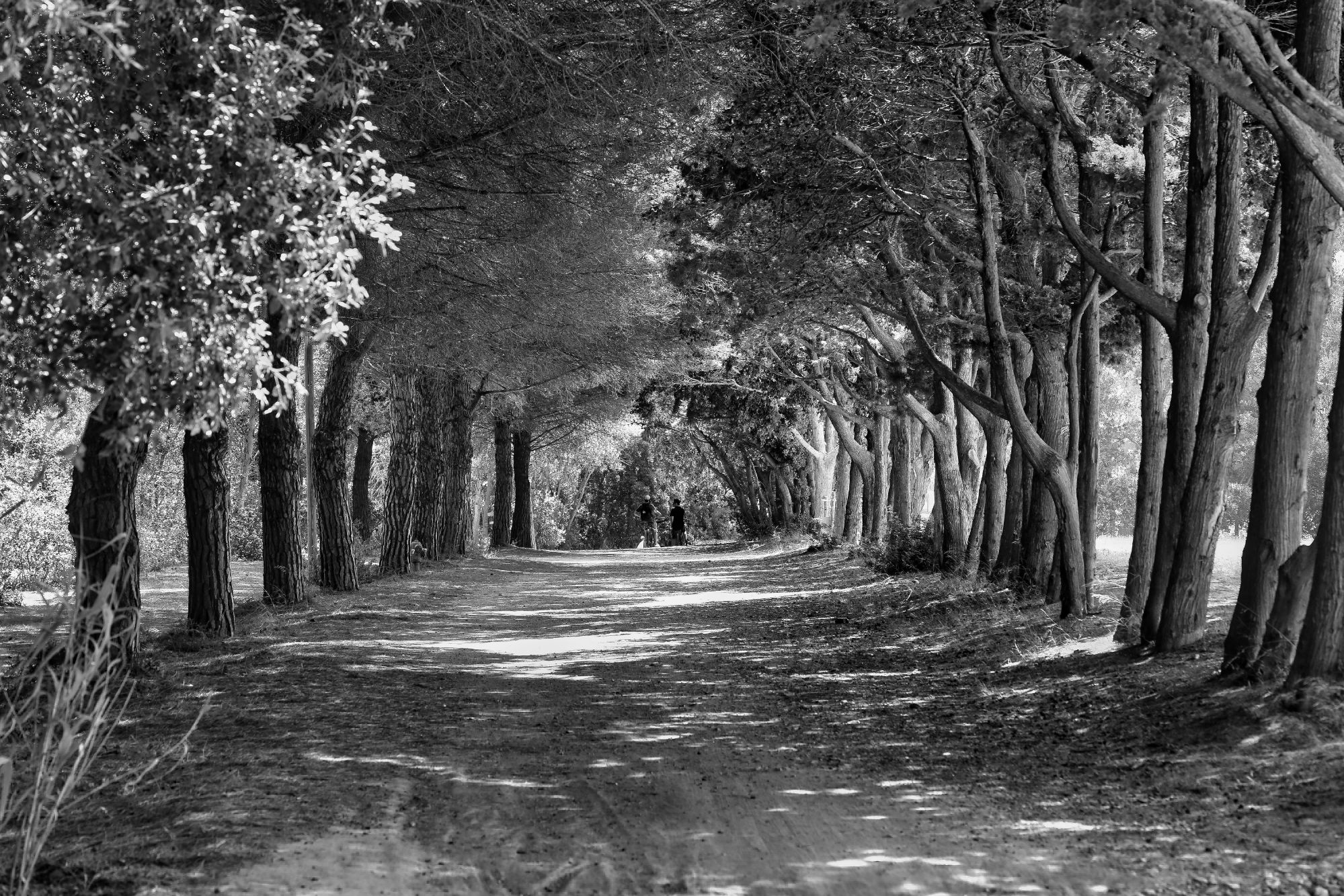 Allée de pins