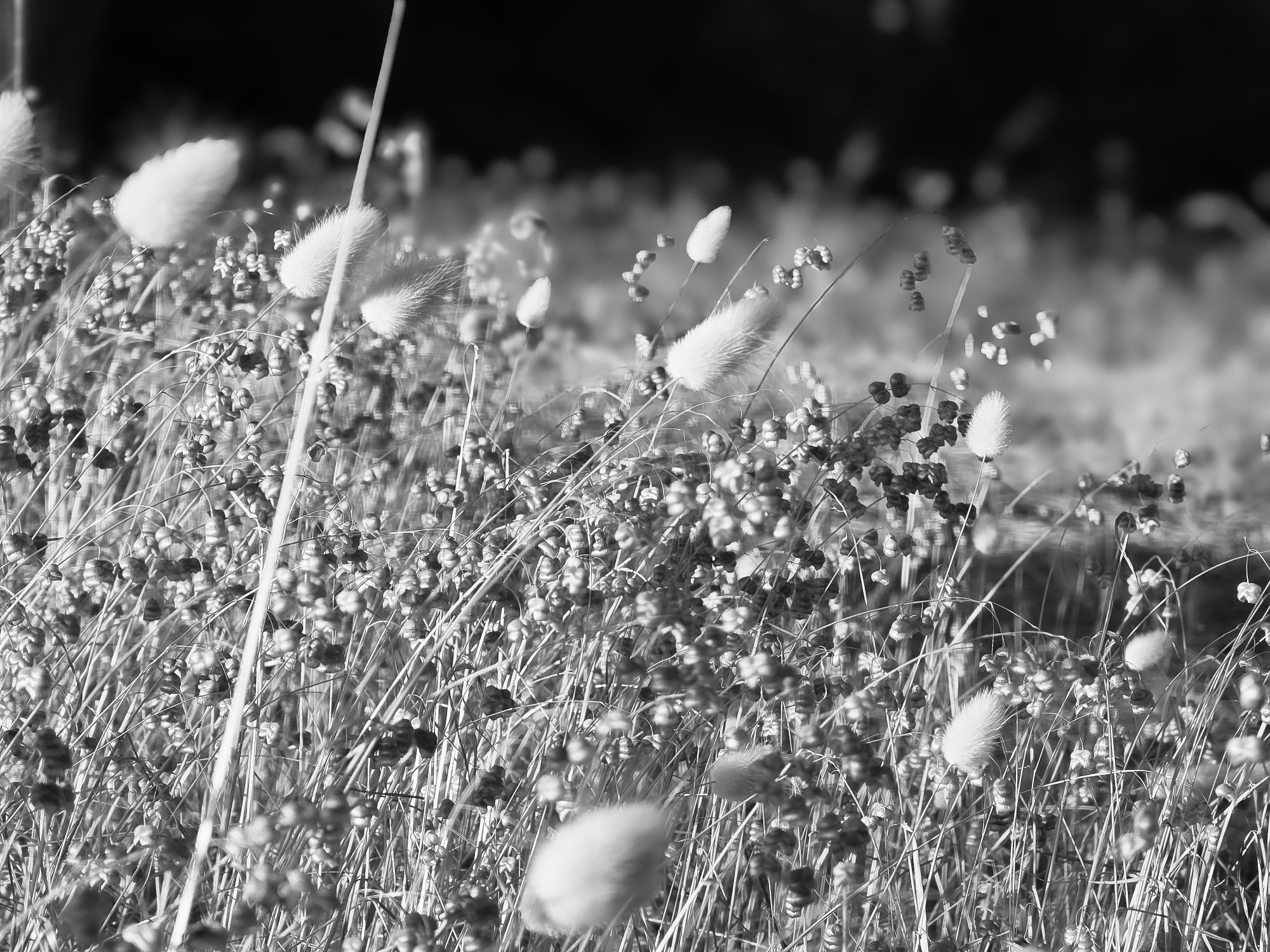 Queues de lapin