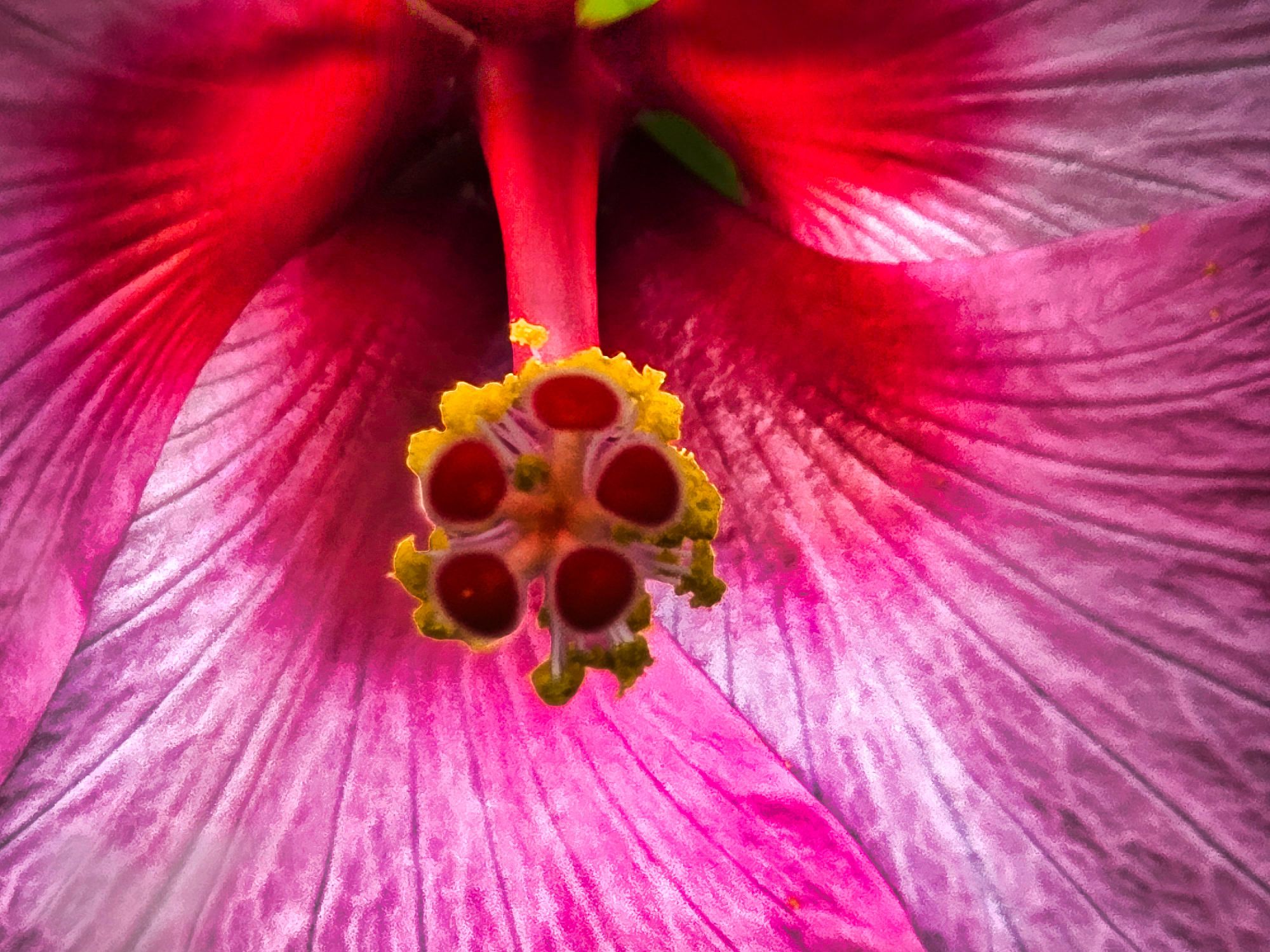 Hibiscus