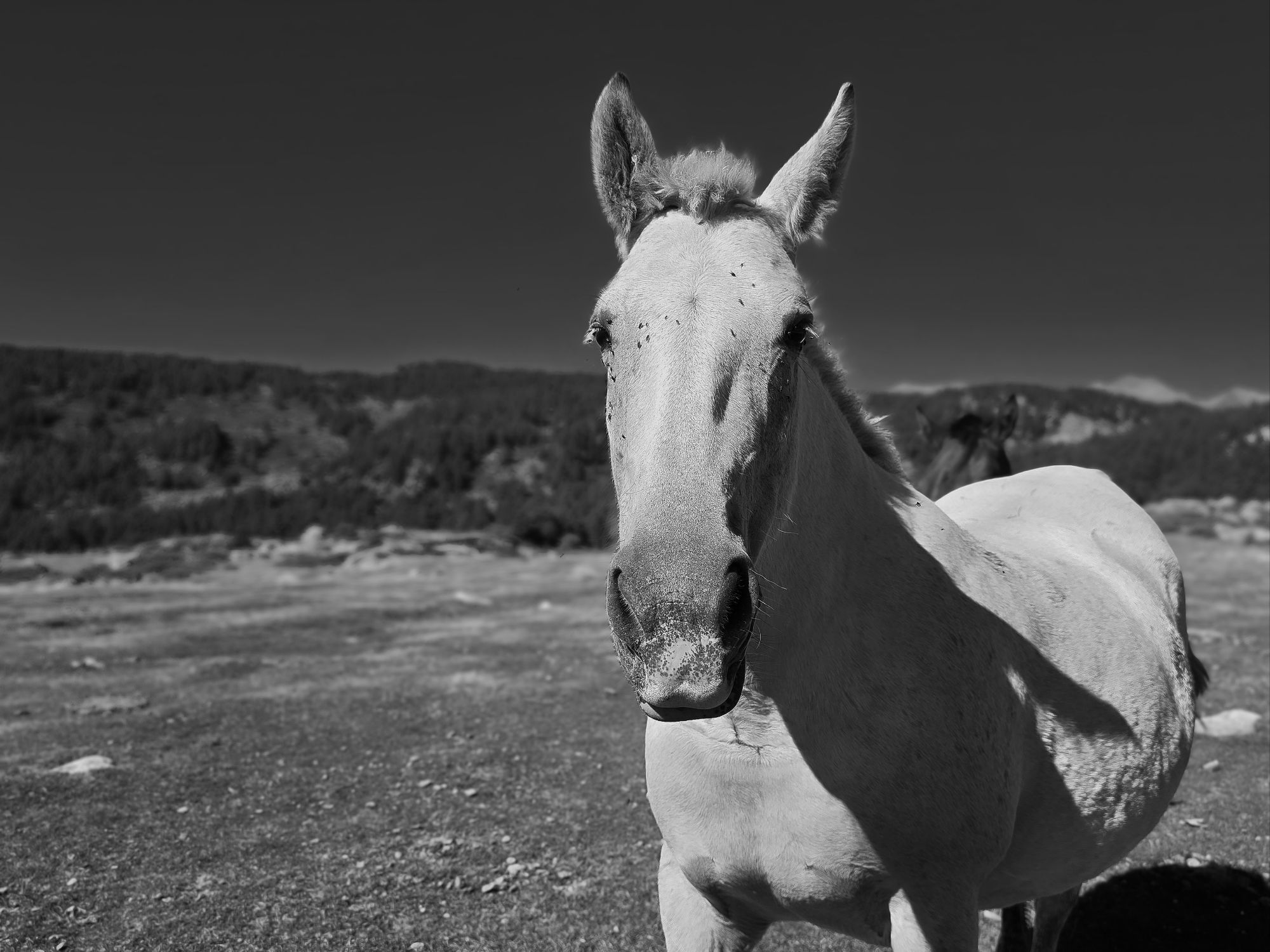 Cheval blanc