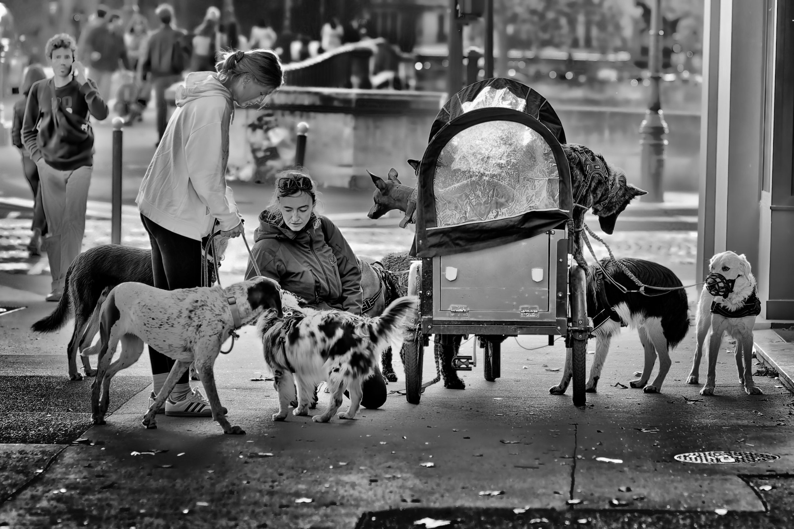 Promeneuse de chiens